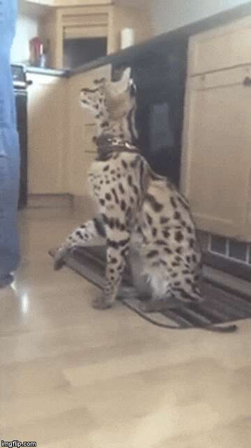 savannah cat compared to dog