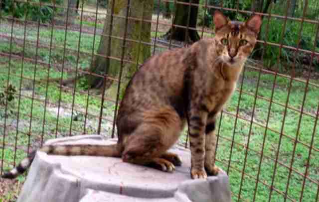 Savannah cat silver f1 cats breed stucki savannahs domestic facts serval chat breeds grey animals kathin a1 copyright People Are Breeding These Giant Cats To Be Just Like Dogs - The Dodo