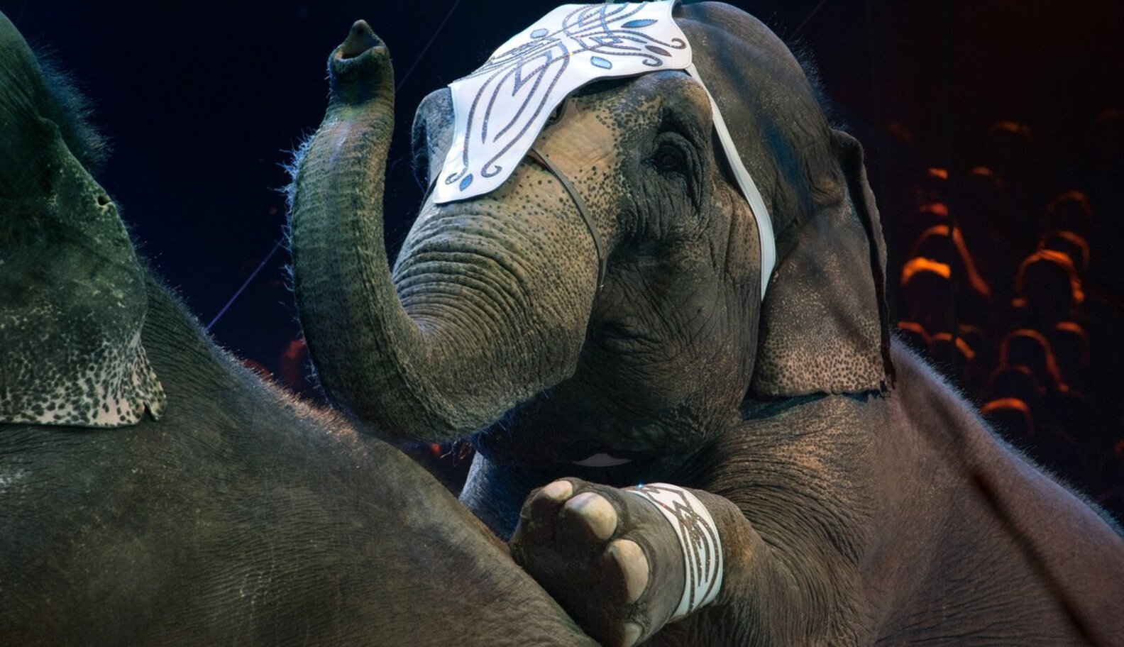 YES: First State Bans Cruel Tool Used To Train Circus Elephants - The Dodo