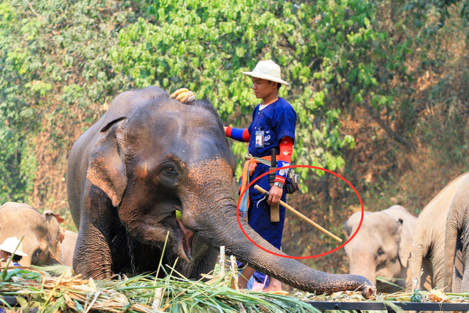 YES: First State Bans Cruel Tool Used To Train Circus Elephants - The Dodo