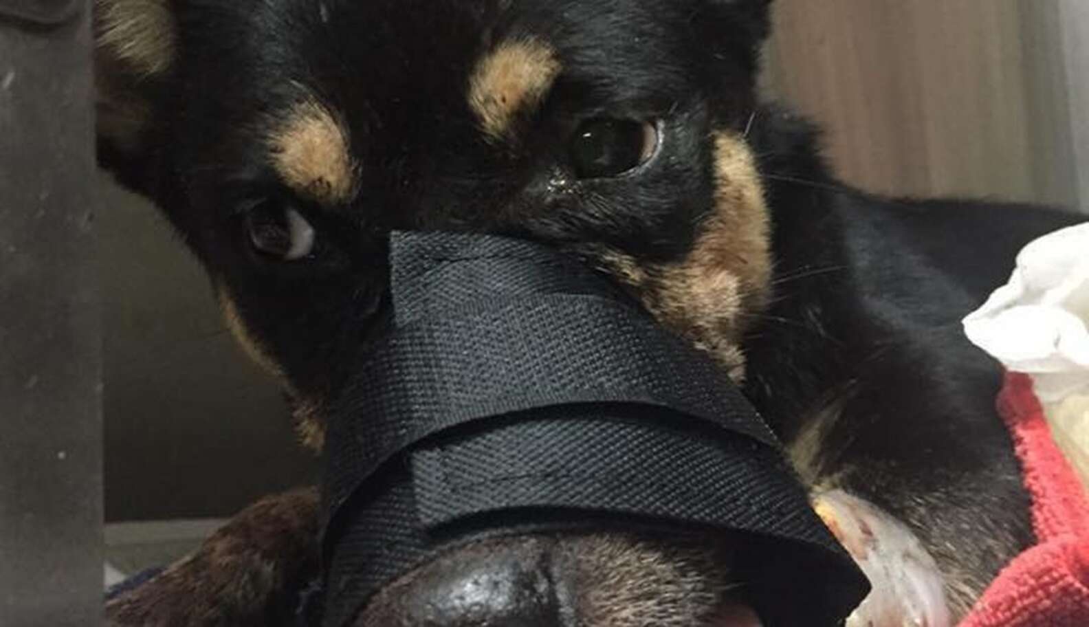 Dog Who Lost His Nose In Machete Attack Just Wants To Be Loved - The Dodo