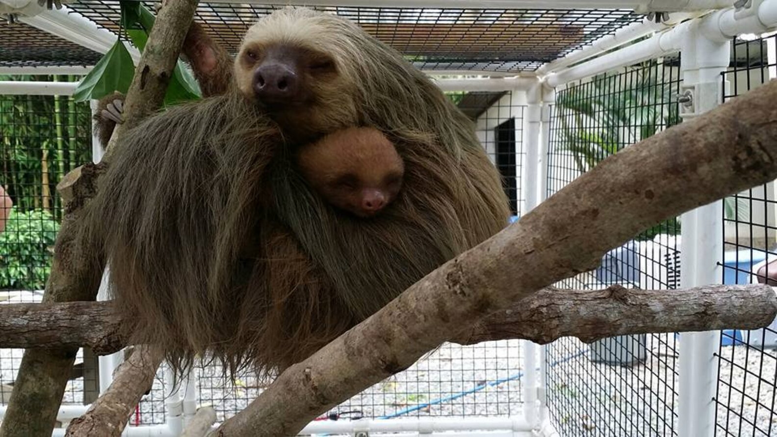 Injured Mom Sloth Won't Leave Her Baby's Side — Even During Surgery ...