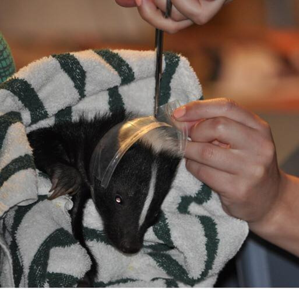 Baby Skunk Saved From Plastic Cup That Almost Killed Him - The Dodo