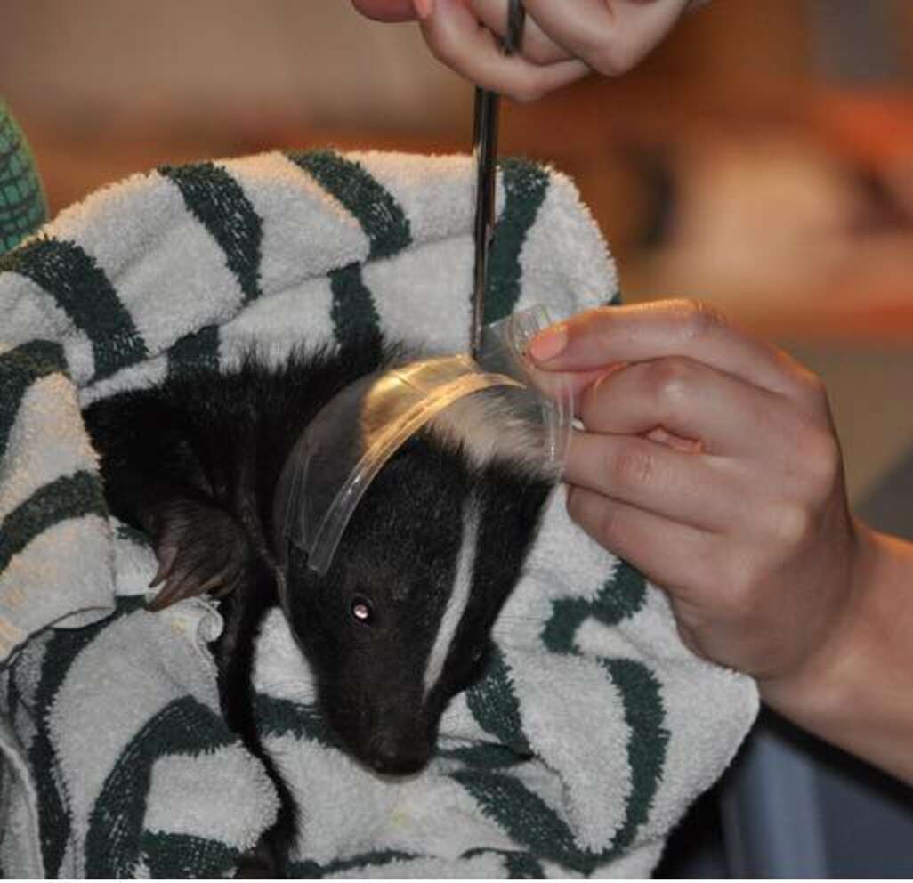 Baby Skunk Saved From Plastic Cup That Almost Killed Him - The Dodo
