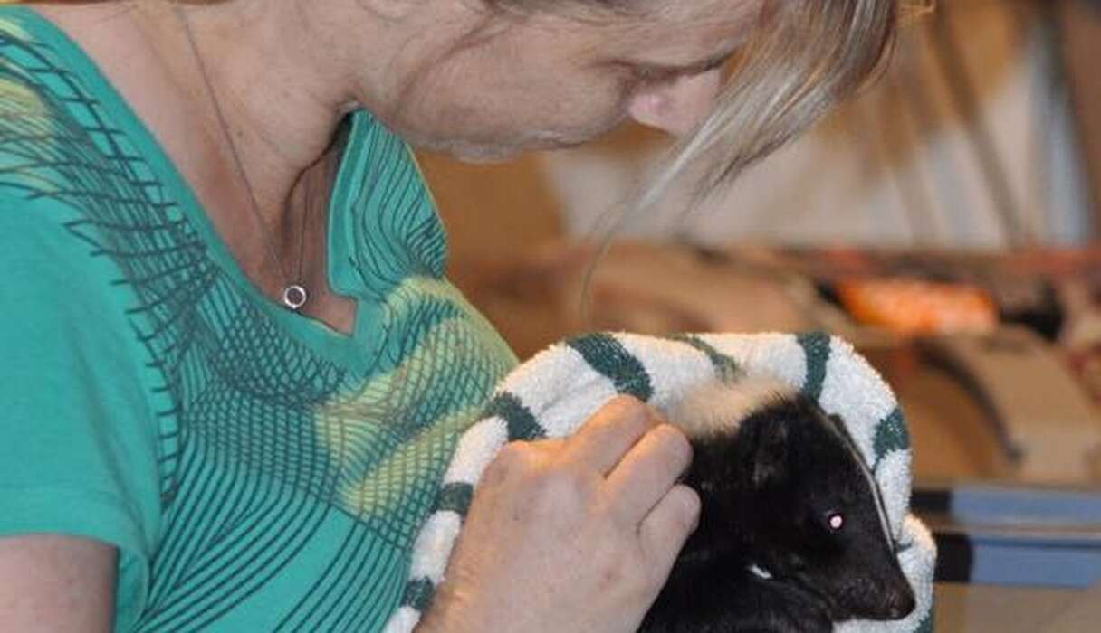 Baby Skunk Saved From Plastic Cup That Almost Killed Him - The Dodo