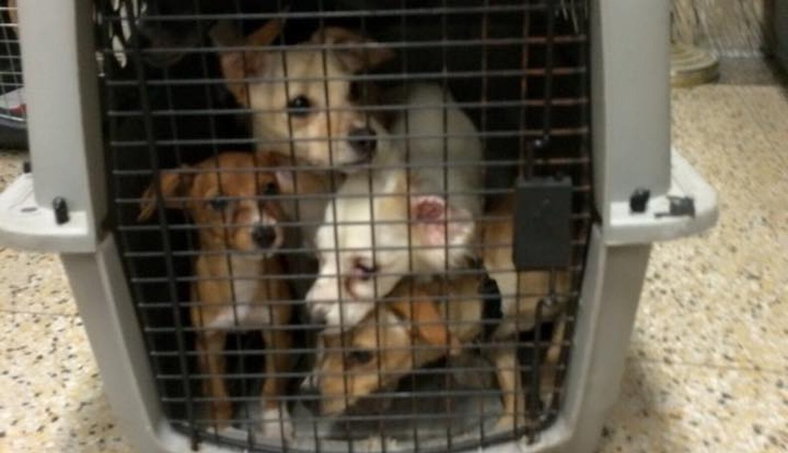Police Find 22 Dogs Living Inside A Hot Car - The Dodo