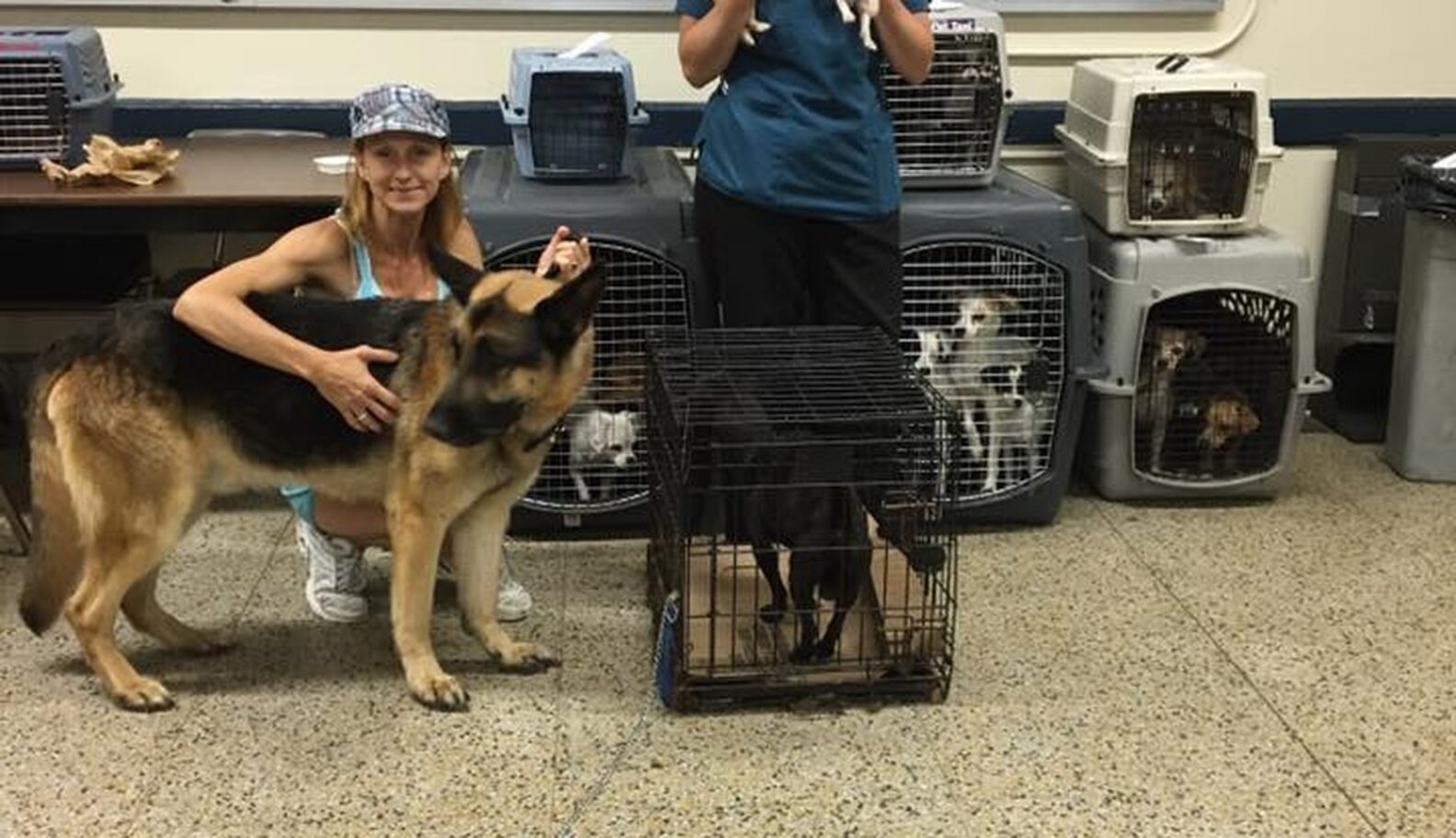 Police Find 22 Dogs Living Inside A Hot Car - The Dodo
