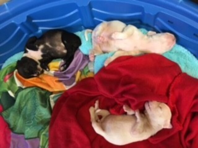 Tiny Puppies Found In A Box Hadn’t Even Opened Their Eyes Yet - The Dodo