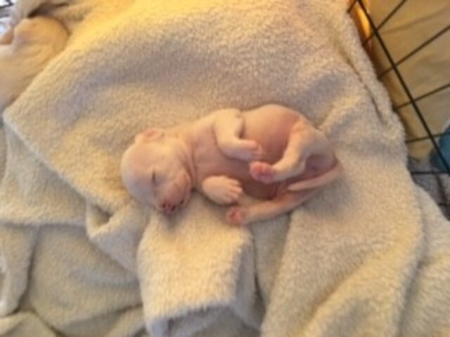 Tiny Puppies Found In A Box Hadn’t Even Opened Their Eyes Yet - The Dodo