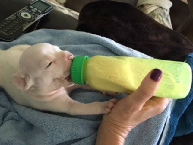 Tiny Puppies Found In A Box Hadn’t Even Opened Their Eyes Yet - The Dodo