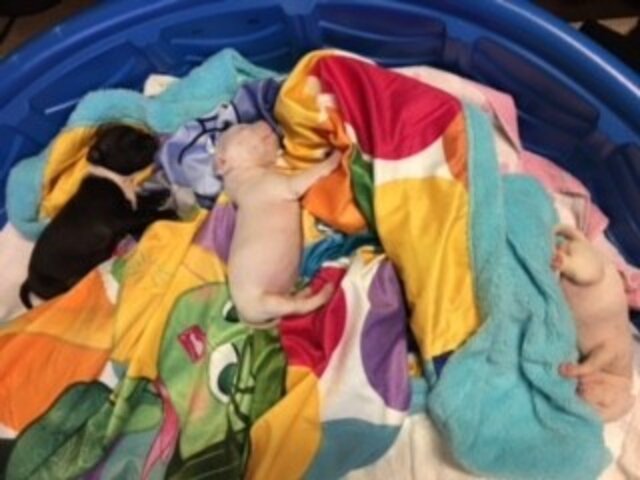 Tiny Puppies Found In A Box Hadn’t Even Opened Their Eyes Yet - The Dodo