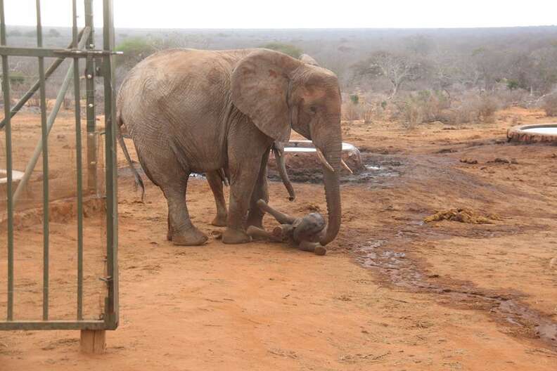 Baby elephant abandoned by internet-famous herd has been rescued