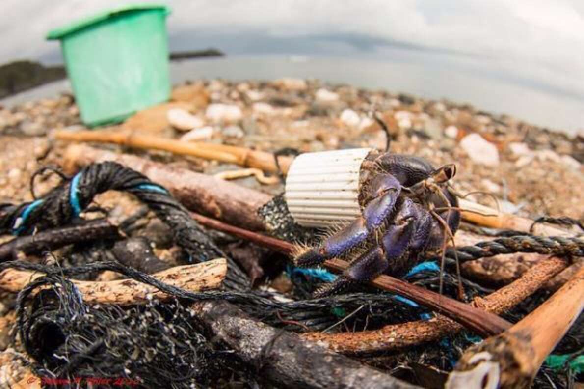 Stunning Photos Show Hermit Crabs Making Homes Out Of Human Trash The