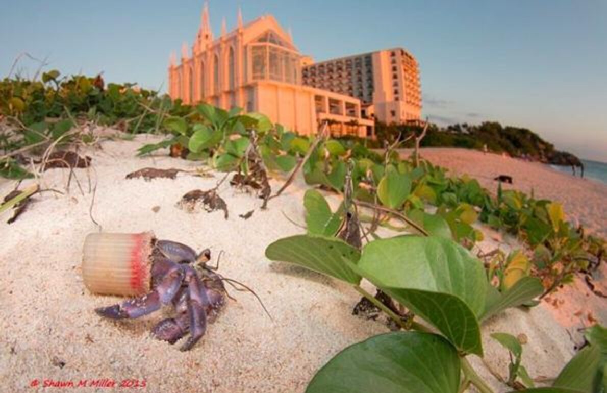 Stunning Photos Show Hermit Crabs Making Homes Out Of Human Trash - The ...