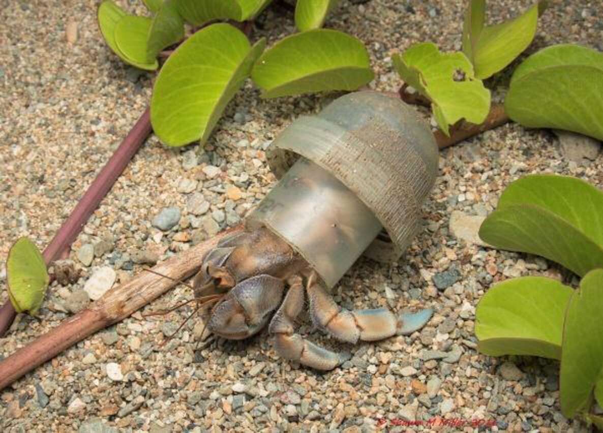 Stunning Photos Show Hermit Crabs Making Homes Out Of Human Trash - The ...