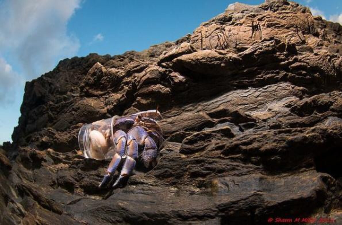 Stunning Photos Show Hermit Crabs Making Homes Out Of Human Trash - The ...