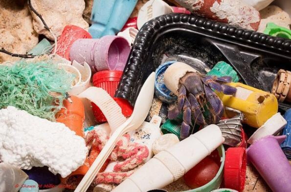 Stunning Photos Show Hermit Crabs Making Homes Out Of Human Trash The