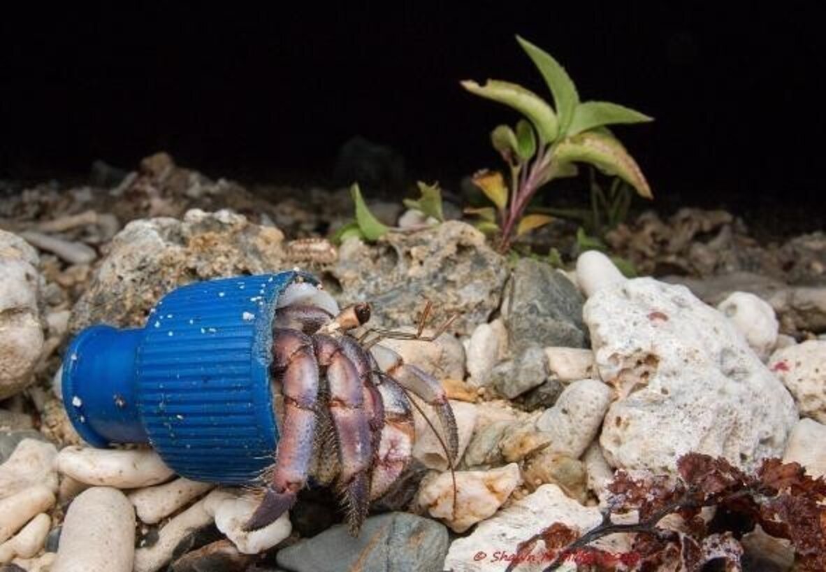 Stunning Photos Show Hermit Crabs Making Homes Out Of Human Trash - The ...