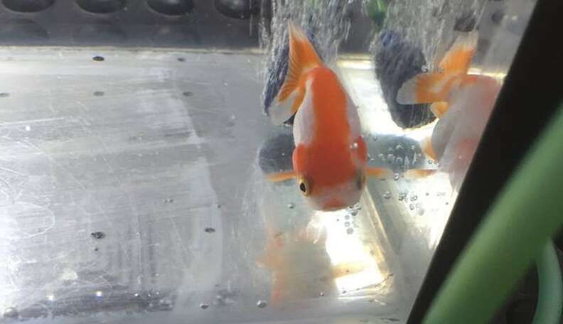 Girl Swallowing Goldfish Girl Swallowing Goldfish