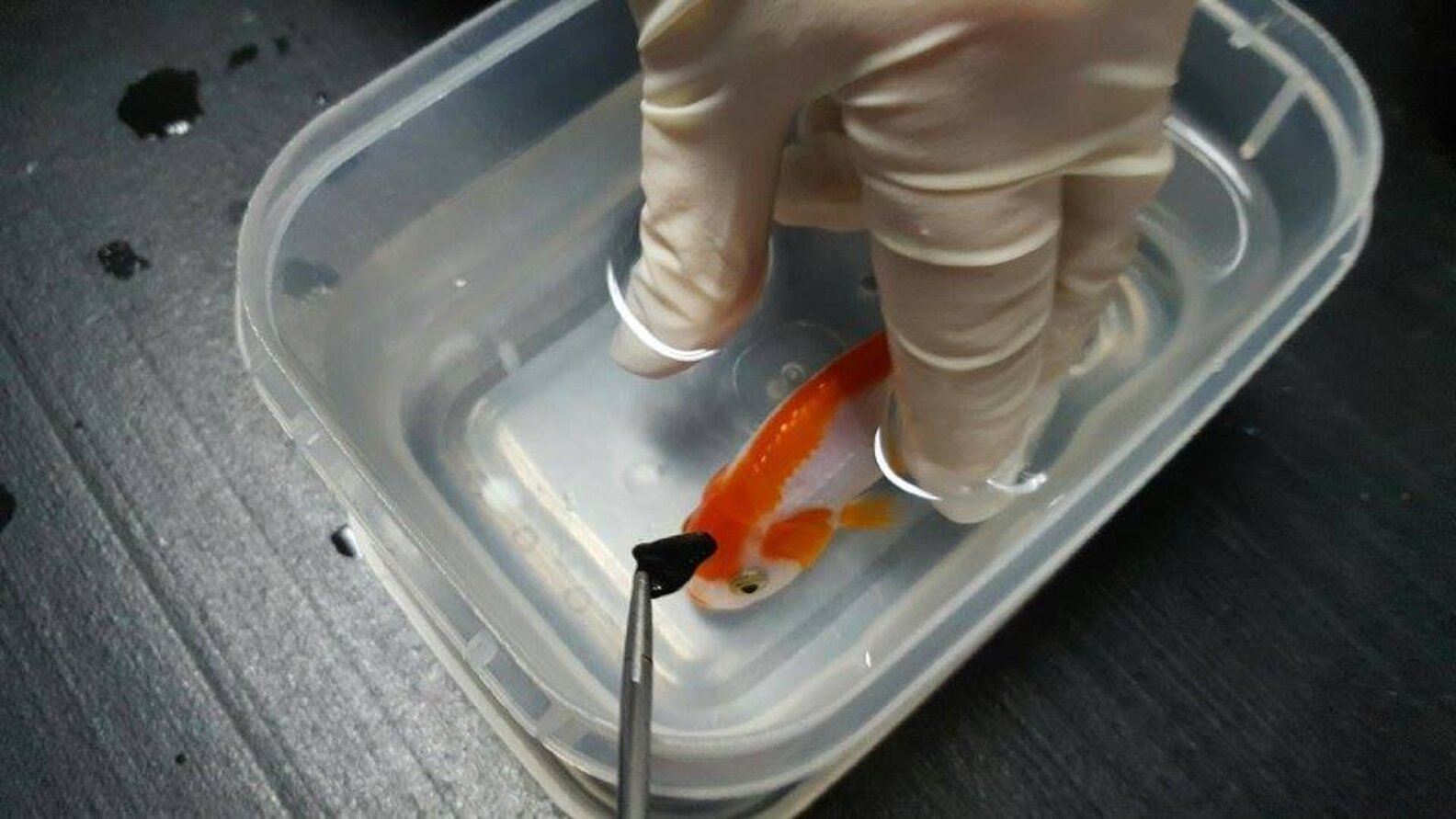 Woman Spends $500 To Save The Life Of A Tiny Goldfish - The Dodo