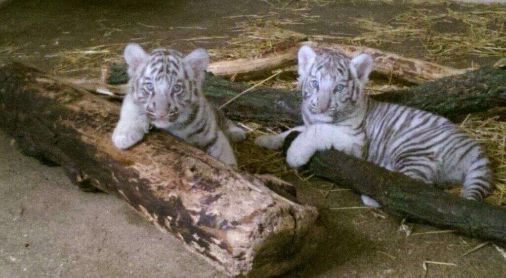 Tiger Brothers Rescued As Cubs Still Sleep Together Every Night - The Dodo