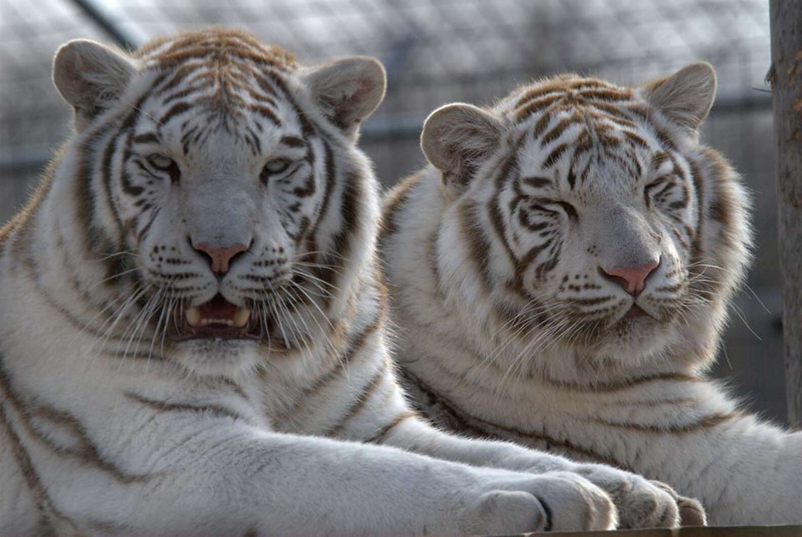 Tiger Brothers Rescued As Cubs Still Sleep Together Every Night - The Dodo