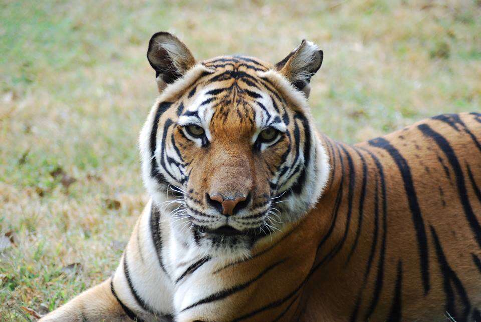 Zoo Introduces Two Tigers To Each Other — And One Loses Her Leg - The Dodo