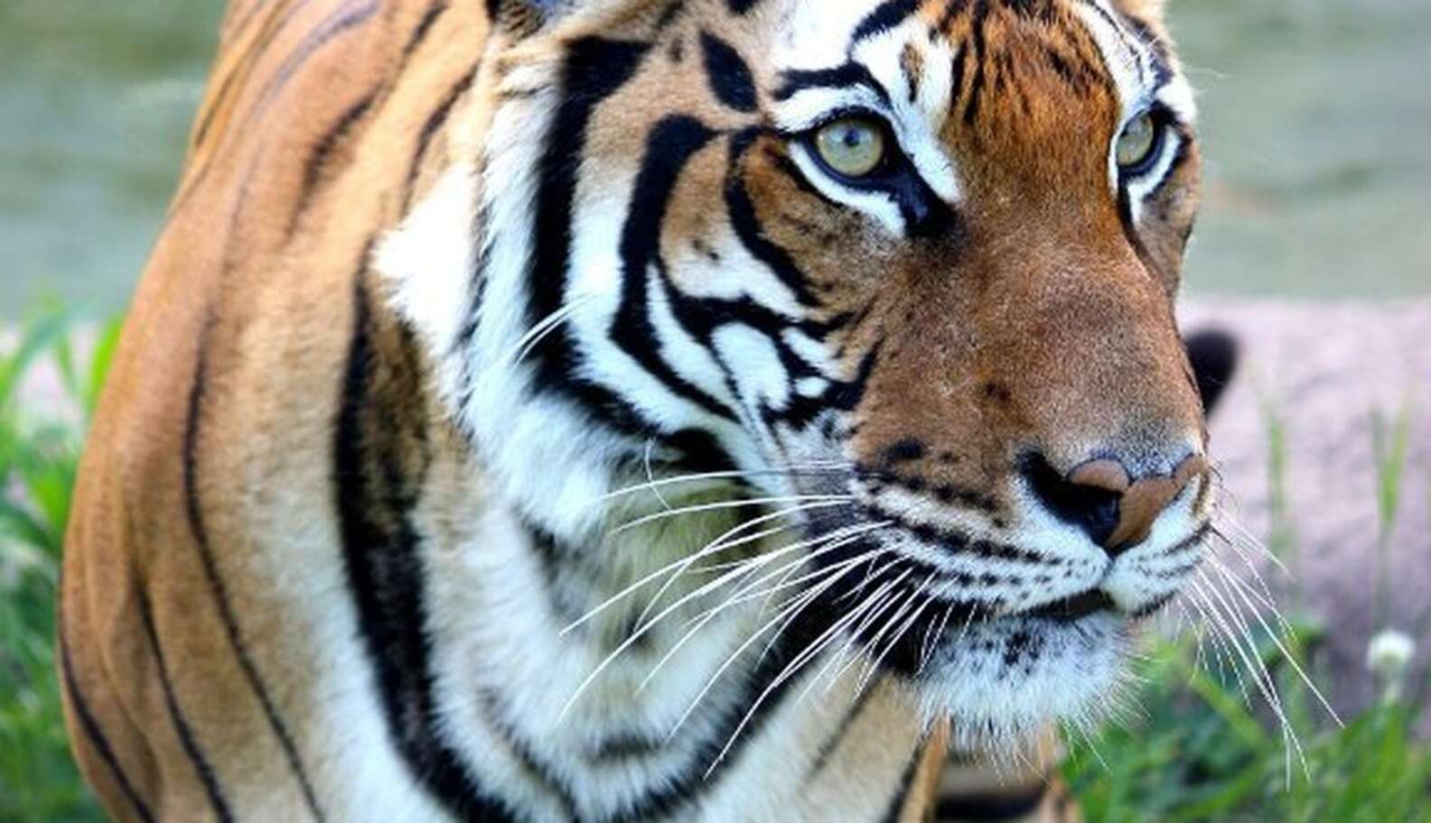 Zoo Introduces Two Tigers To Each Other — And One Loses Her Leg - The Dodo