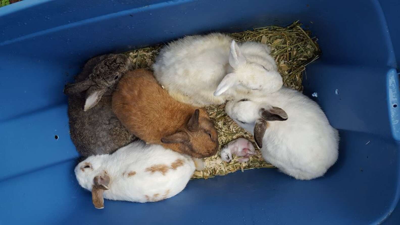 Animal Rescuer Wakes Up To Containers On Her Driveway - The Dodo