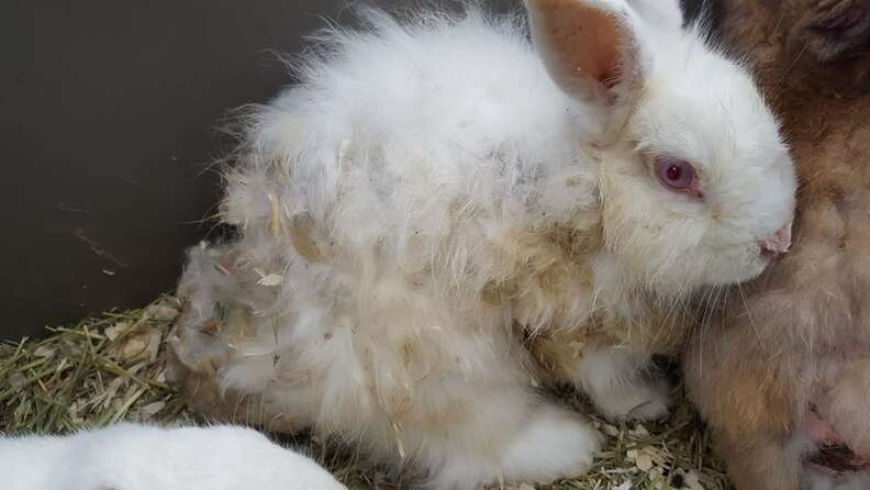 Animal Rescuer Wakes Up To Containers On Her Driveway - The Dodo