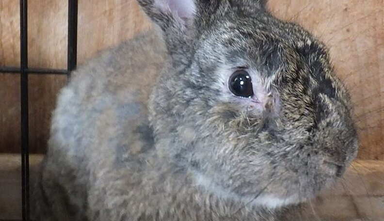 Animal Rescuer Wakes Up To Containers On Her Driveway - The Dodo