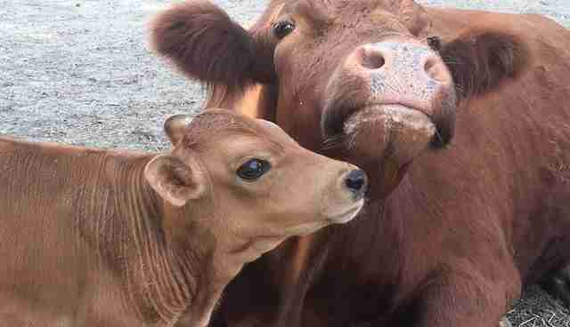 Risultati immagini per mother cows suffering for slaughtered babies