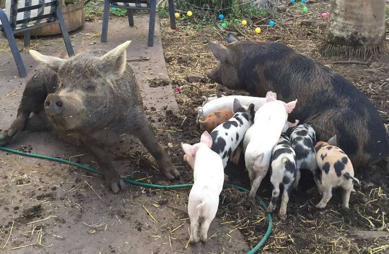 Litter Of Piglets Grows Up Knowing Nothing But Love - The Dodo