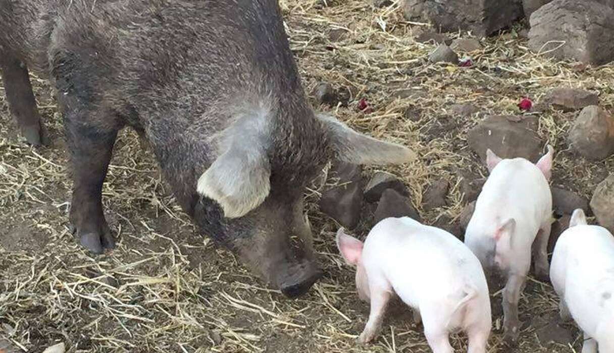 Litter Of Piglets Grows Up Knowing Nothing But Love - The Dodo