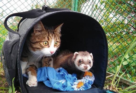 ferret playing with cat