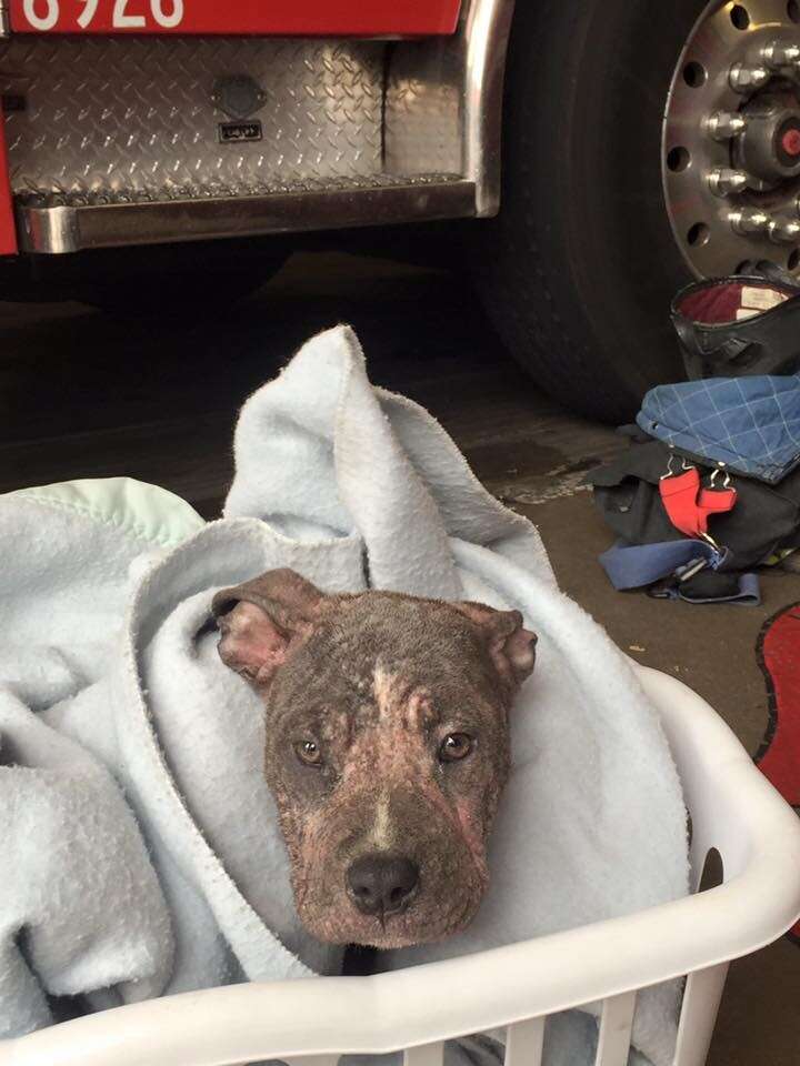 Sick Puppy Is So Happy To Get A Visit From The Man Who Saved Her - The Dodo