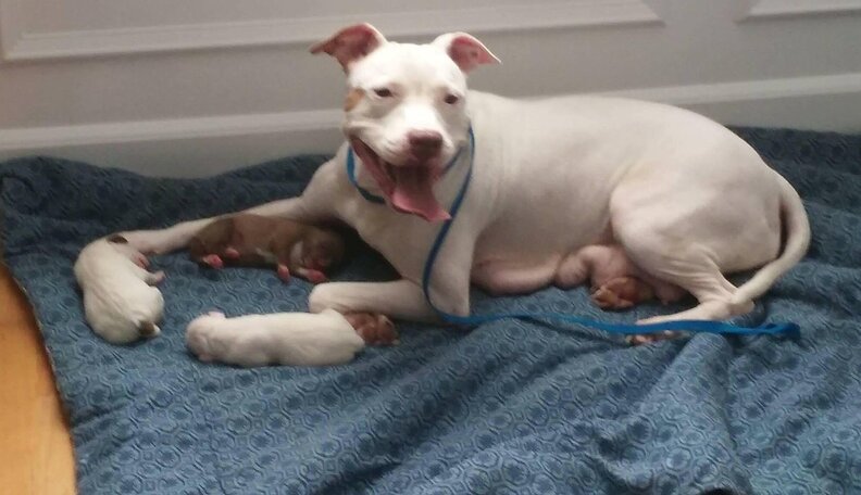 Scared Mother Dog Clings To Her Babies At The Shelter - The Dodo