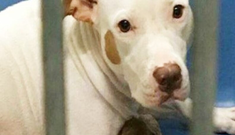 Scared Mother Dog Clings To Her Babies At The Shelter - The Dodo