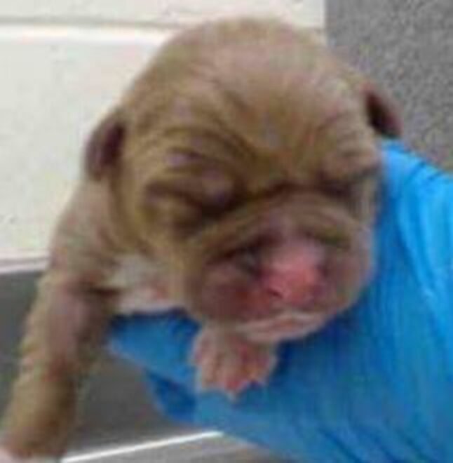 Scared Mother Dog Clings To Her Babies At The Shelter - The Dodo