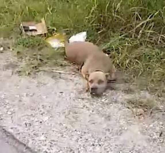 'Dead' Dog On Side Of Road Lifts Her Head To Tell Woman She's Alive