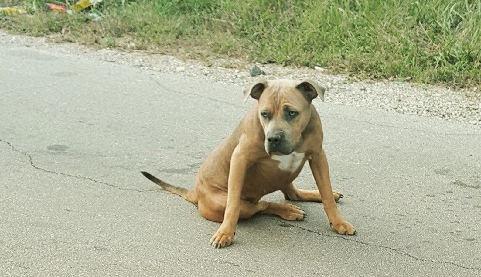 'Dead' Dog On Side Of Road Lifts Her Head To Tell Woman She's Alive