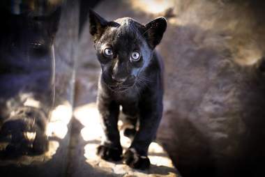 Jaguar Kept At Texas Aquarium Is Clearly Miserable The Dodo