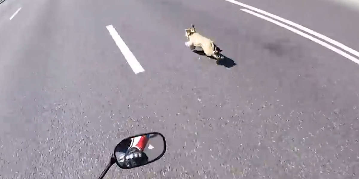 Dog Running Down Busy Street Is Saved Just In Time - Videos - The Dodo