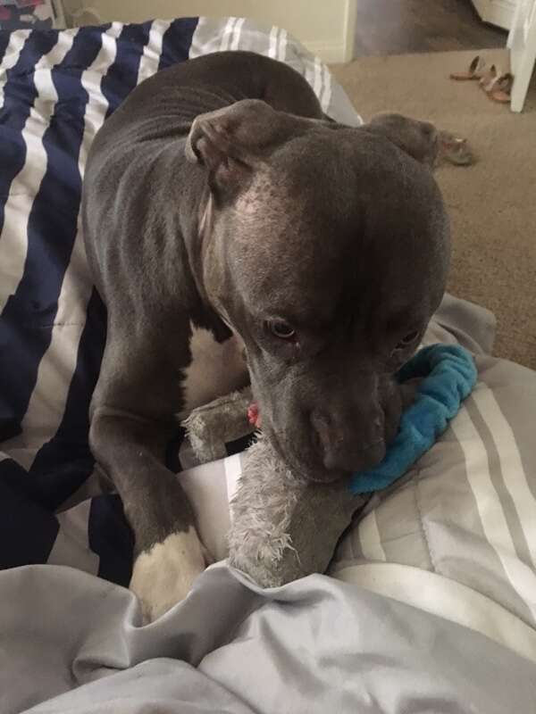 Rescued pit bull playing with toy