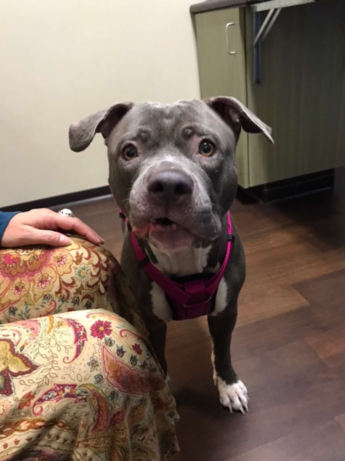 Dog Makes The Saddest Face When Family Abandons Her At Shelter - The Dodo