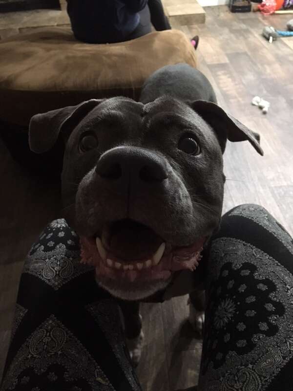 Rescued pit bull from shelter