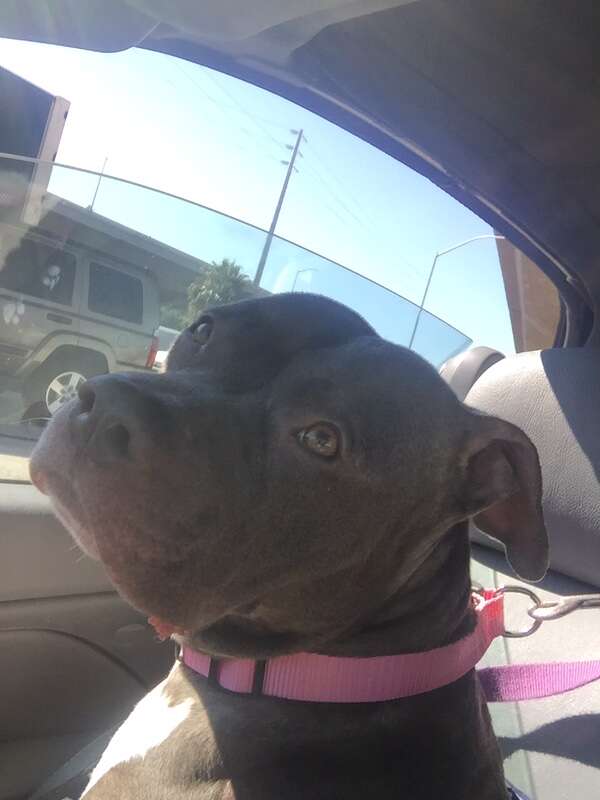 Pit bull being driven from the shelter