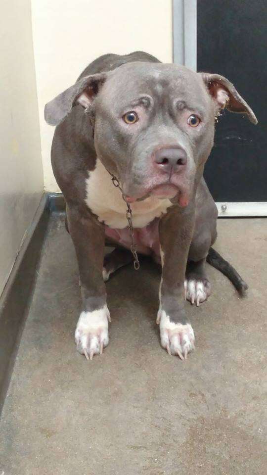Pit bull dog abandoned at shelter