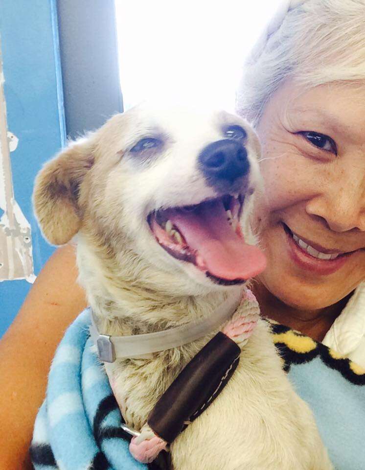 sad shelter dog rescued