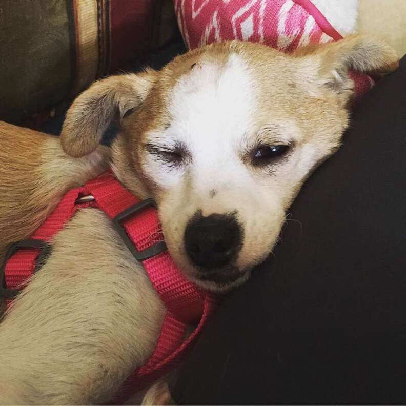 sad shelter dog rescued